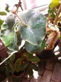  Begonia venosa - pergamentbegonia 