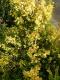  Buxus sempervirens "King Midas" - gulbladig buxbom 