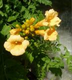  Campsis radicans "Flava" - gulblommig trumpetranka 