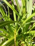  Carex pendula - hängstarr 