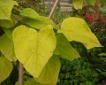  Catalpa bignonioides "Aurea" - gulbladig katalpa (trumpetträd) 