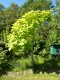  Catalpa bignonioides "Aurea" - gulbladig katalpa (trumpetträd) 