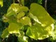  Catalpa bignonioides "Aurea" - gulbladig katalpa (trumpetträd) 