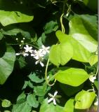  Clematis potaninii var. fargesii ”Summer Snow” - siden-/stjärnkl 