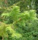  Cunninghamia lanceolata - mandaringran 