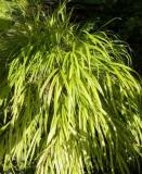  Hakonechloa macra "Aureola" - gulstrimmig hakonegräs 