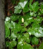  Hedera helix "Baltica" - baltisk murgröna 