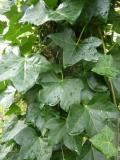  Hedera helix "Hibernica" - storbladig murgröna 