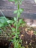  Jasminum nudiflorum - vinterjasmin 