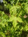  Liquidambar styraciflua - ambraträd 