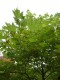  Platanus orientalis - orientalisk platan 