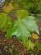  Platanus x acerifolia (x hispanica) - platan 