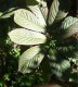  Rodgersia pinnata "Elegans" - fingerrodgersia (skuggblad) 