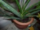  Sansevieria suffruticosa 