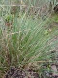  Celtica gigantea (Stipa g.) - jättefjädergräs 