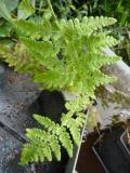  Woodsia obtusa - amerikansk hällebräken 