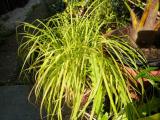  Carex elata "Aurea" - gulbladig starr 