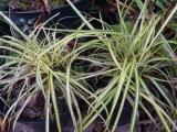  Carex oshimensis "Evergold" - gulbrokig oshimastarr 