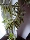  Dracaena reflexa ”Song of India” - guldbandsdracena 