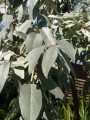  Elaeagnus "Quicksilver" ("Caspica") - glittrande smalbladig silv 