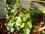  Hedera helix "Arbori Compact" - dvärgmurgröna 