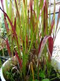  Imperata cylindrica "Rubra" ("Red Baron") - japanskt blodgräs 