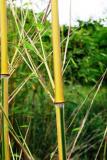  Phyllostachys aureosulcata ”Spectabilis” - gul sicksackbambu 